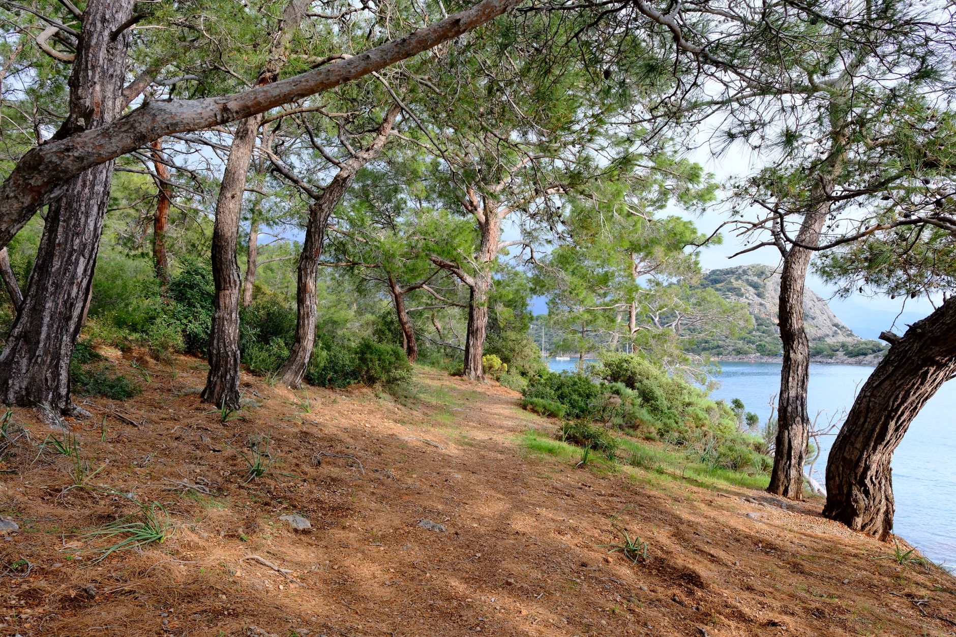 Likya Yolu sahil ve çam ağaçları manzarası